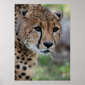 Nieuwsgierig Cheetah Poster (Voorkant)