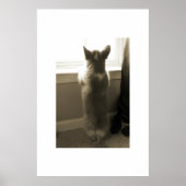 Nieuwsgierig Corgi Poster (Voorkant)