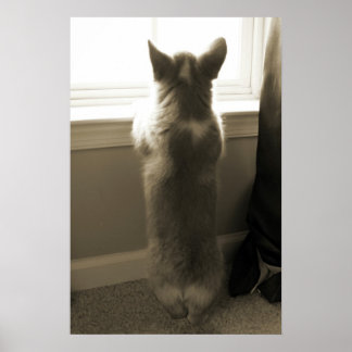 Nieuwsgierig Corgi Poster