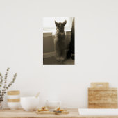 Nieuwsgierig Corgi Poster (Keuken)