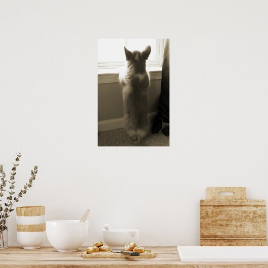 Nieuwsgierig Corgi Poster (Keuken)