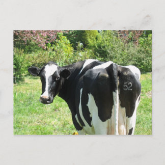 Nieuwsgierig Cow-nummer 52 volgt Briefkaart