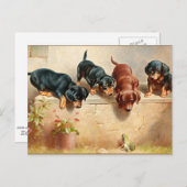 Nieuwsgierig Dachshund-Puppy en kikker Briefkaart (Voorkant / Achterkant)