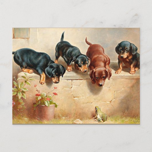 Nieuwsgierig Dachshund-Puppy en kikker Briefkaart (Voorkant)