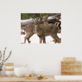 Nieuwsgierig Deer Poster (Keuken)