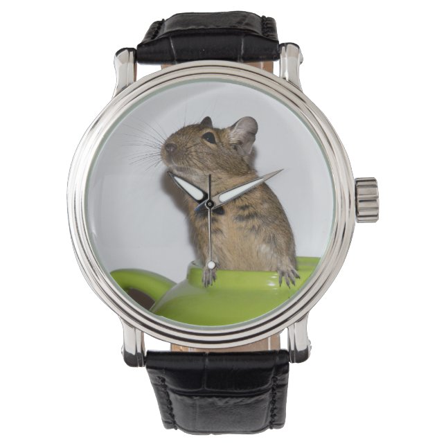 Nieuwsgierig Degu in een groene theepot Horloge (Voorkant)