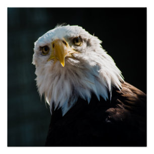 nieuwsgierig Eagle Poster
