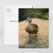Nieuwsgierig eendje briefkaart (Voorkant / Achterkant)