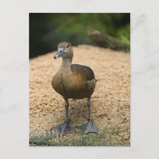 Nieuwsgierig eendje briefkaart (Voorkant)