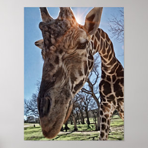 Nieuwsgierig fotografisch afdrukken van Giraffes Poster