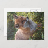 Nieuwsgierig Fox Briefkaart (Voorkant / Achterkant)