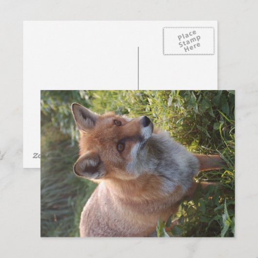 Nieuwsgierig Fox Briefkaart (Voorkant / Achterkant)