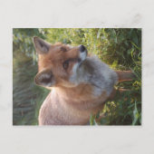 Nieuwsgierig Fox Briefkaart (Voorkant)