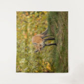 Nieuwsgierig Fox Wandkleed (Voorkant)