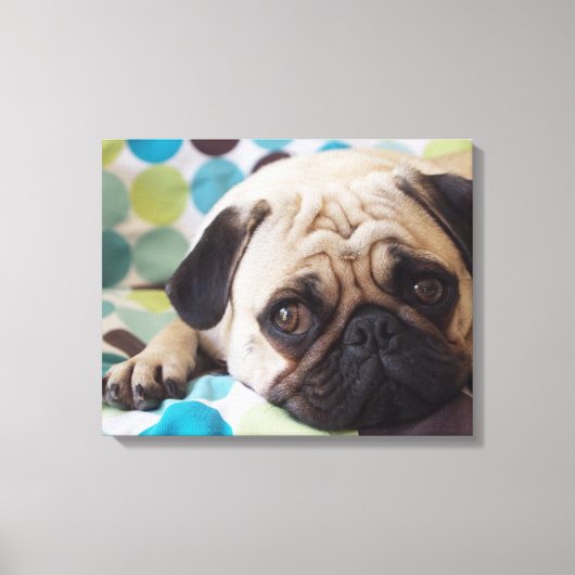 nieuwsgierig jong huisdier canvas afdruk (Voorkant)