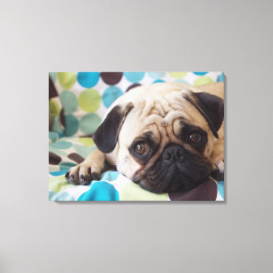 nieuwsgierig jong huisdier canvas afdruk