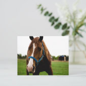 Nieuwsgierig kastanje briefkaart (Staand voorkant)