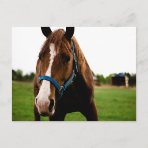 Nieuwsgierig kastanje briefkaart