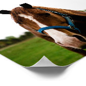 Nieuwsgierig kastanje poster (Hoek)