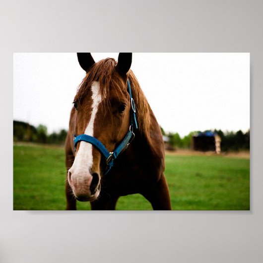 Nieuwsgierig kastanje poster (Voorkant)