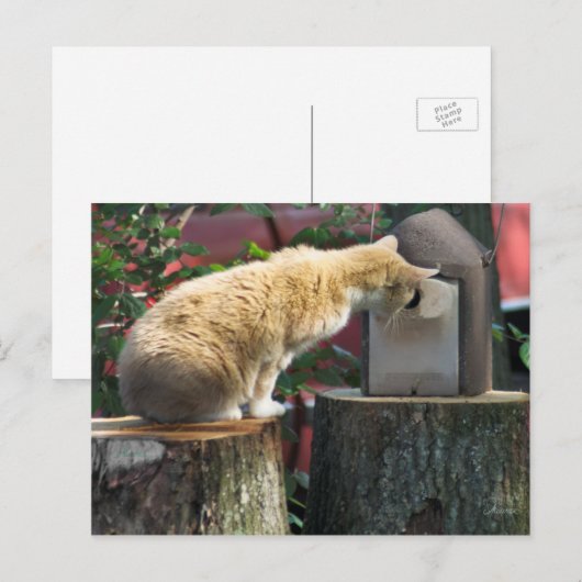 Nieuwsgierig kat, briefkaart (Voorkant / Achterkant)