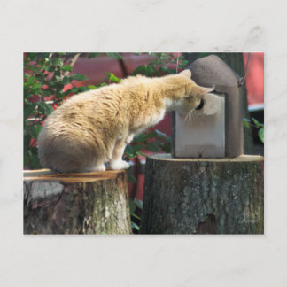 Nieuwsgierig kat, briefkaart