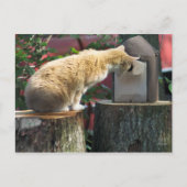 Nieuwsgierig kat, briefkaart (Voorkant)