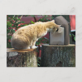 Nieuwsgierig kat, briefkaart