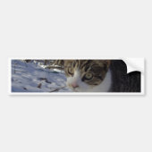 Nieuwsgierig kat bumpersticker (Voorkant)