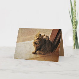 nieuwsgierig Kat Kaart