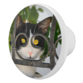 Nieuwsgierig kat met Lijst van bril Keramische Knop (Rechts)