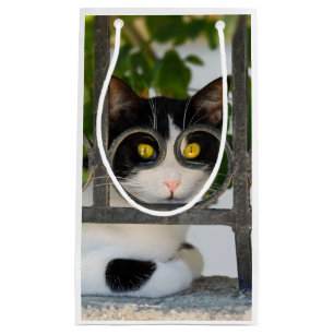 Nieuwsgierig kat met Lijst van brillen Funny Foto Klein Cadeauzakje