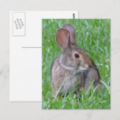 Nieuwsgierig katoenstaart Briefkaart (Voorkant / Achterkant)