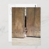 nieuwsgierig Kitten Briefkaart (Voorkant / Achterkant)