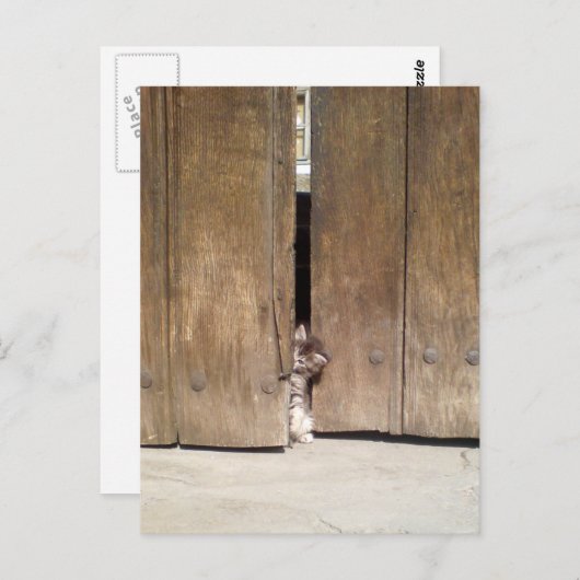 nieuwsgierig Kitten Briefkaart (Voorkant / Achterkant)