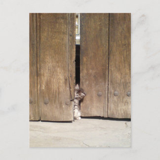 nieuwsgierig Kitten Briefkaart