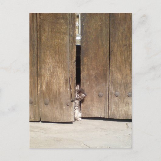 nieuwsgierig Kitten Briefkaart (Voorkant)