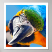 Nieuwsgierig Macaw Poster (Voorkant)