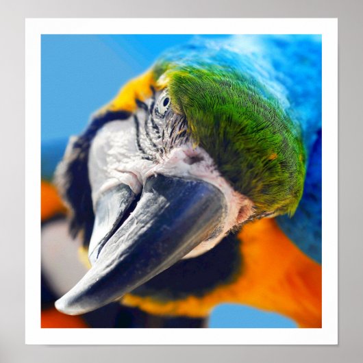 Nieuwsgierig Macaw Poster (Voorkant)