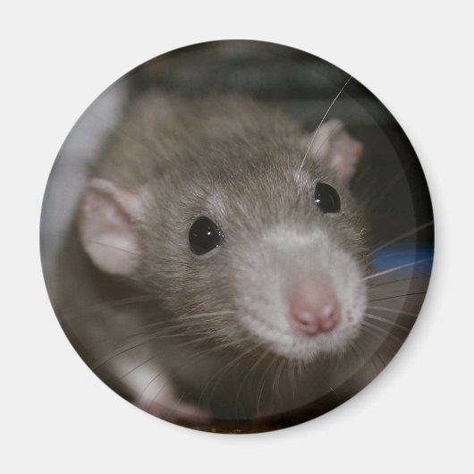 nieuwsgierig magneet (Voorkant)