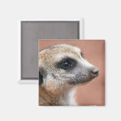 Nieuwsgierig Meerkat Square Magnet (Voorkant / Achterkant)