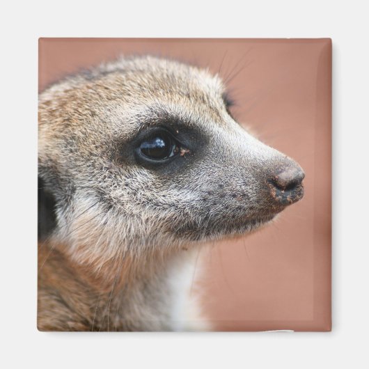 Nieuwsgierig Meerkat Square Magnet (Voorkant)