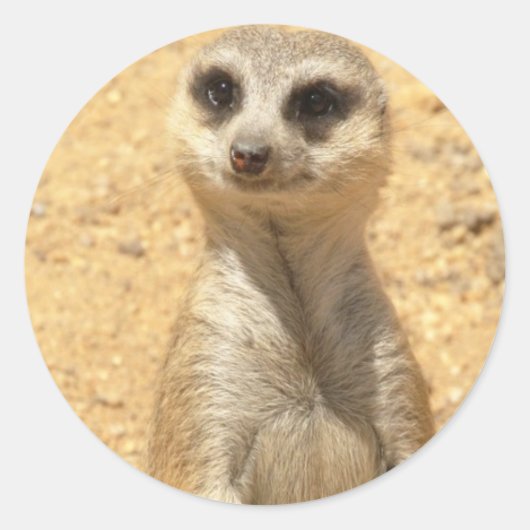 Nieuwsgierig Meerkat Sticker (Voorkant)