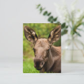 nieuwsgierig Moose Briefkaart (Staand voorkant)