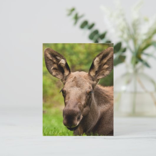 nieuwsgierig Moose Briefkaart (Staand voorkant)