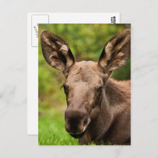 nieuwsgierig Moose Briefkaart (Voorkant / Achterkant)