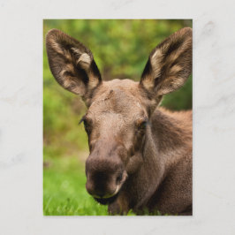 nieuwsgierig Moose Briefkaart
