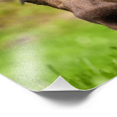 nieuwsgierig Moose Foto Afdruk (Hoek)