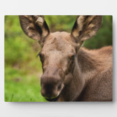 nieuwsgierig Moose Fotoplaat (Voorkant)