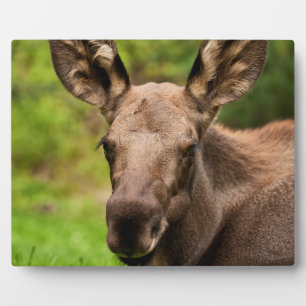nieuwsgierig Moose Fotoplaat